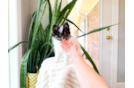 Pomeranian Pup Being Cute