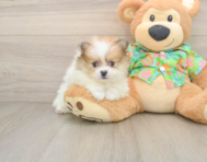 8 week old Pomeranian Puppy For Sale - Simply Southern Pups