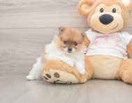 7 week old Pomeranian Puppy For Sale - Simply Southern Pups