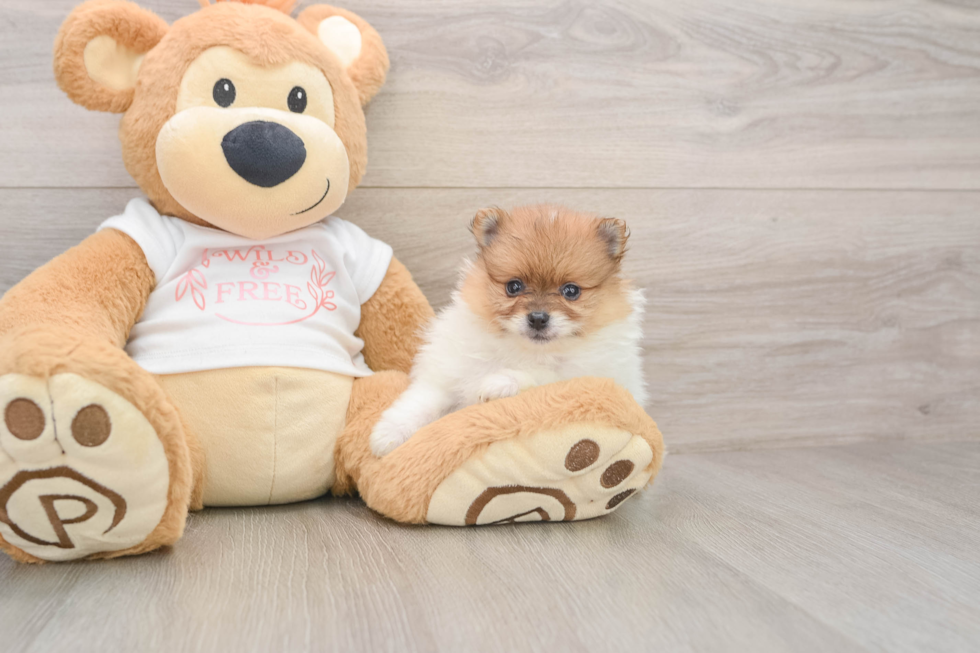 Pomeranian Puppy for Adoption