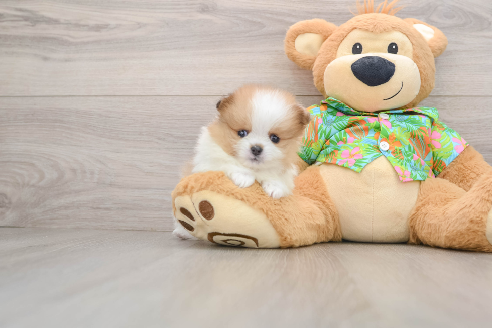 Pomeranian Pup Being Cute