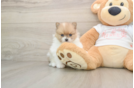 Best Pomeranian Baby
