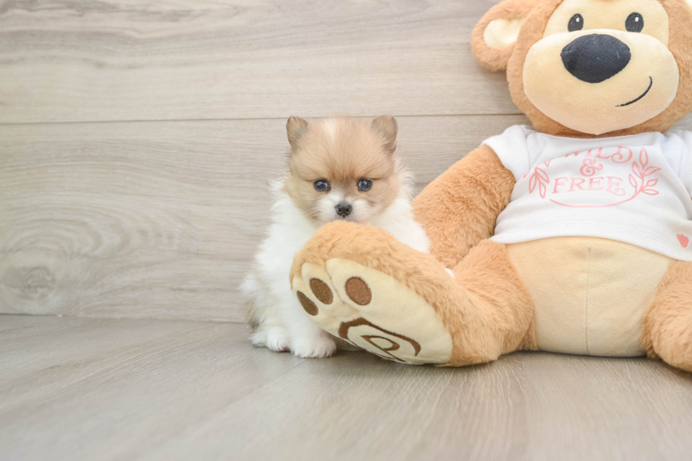 Best Pomeranian Baby