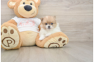 Best Pomeranian Baby