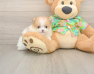 9 week old Pomeranian Puppy For Sale - Simply Southern Pups