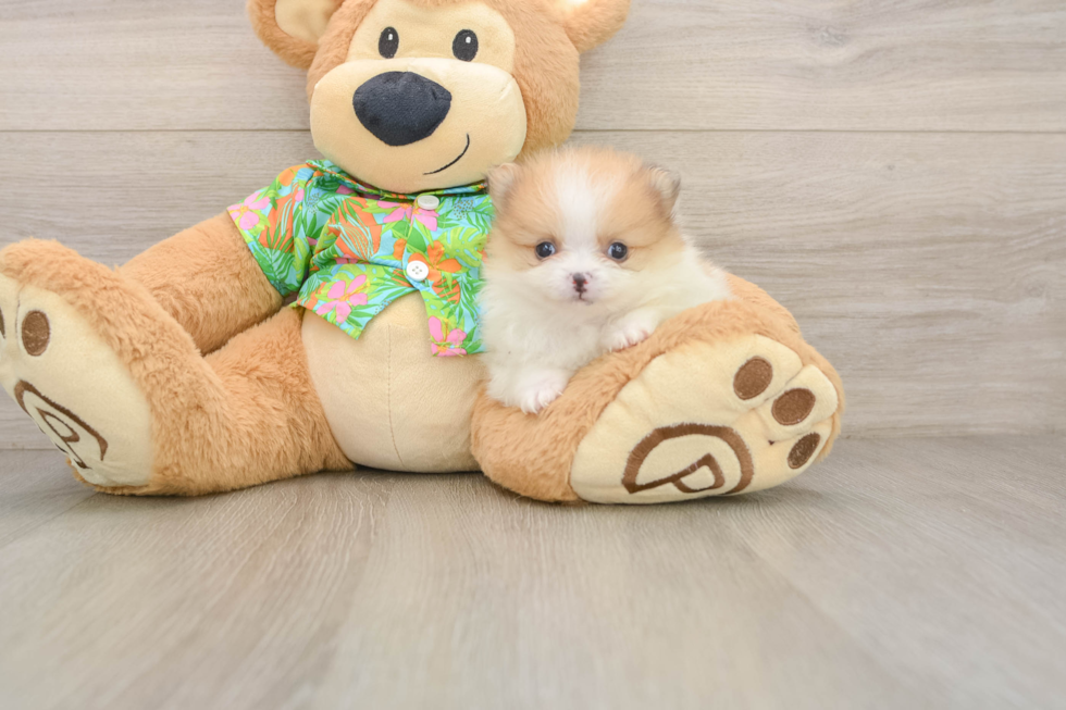 Pomeranian Puppy for Adoption