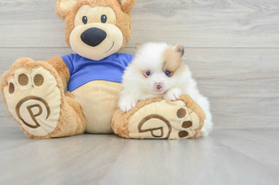Sweet Pomeranian Purebred Puppy