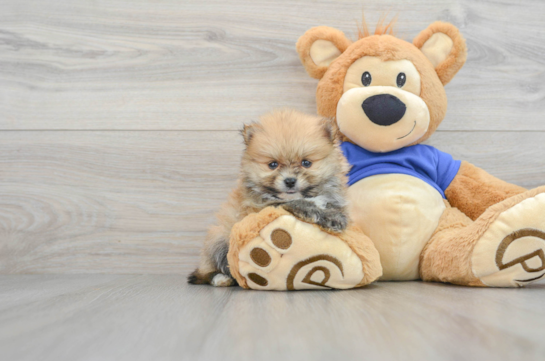 Pomeranian Puppy for Adoption
