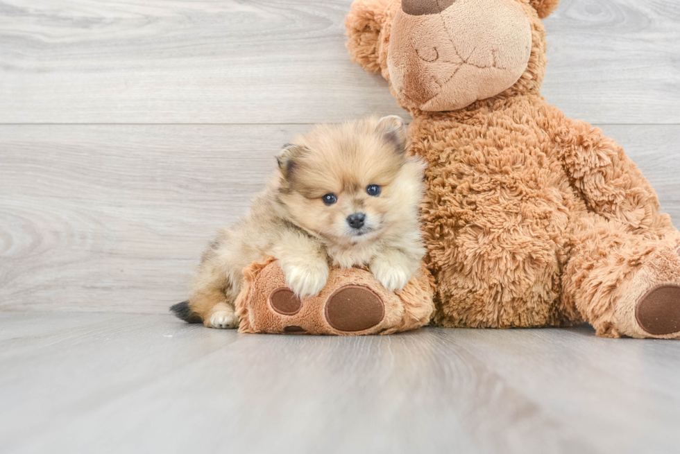 Fluffy Pomeranian Purebred Puppy