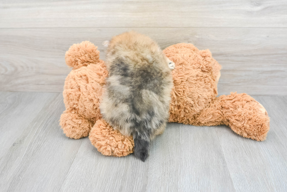 Hypoallergenic Pomeranian Baby