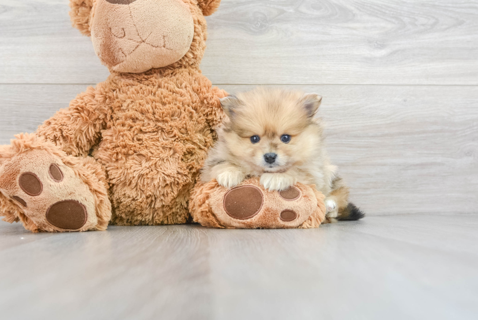 Playful Pomeranian Baby