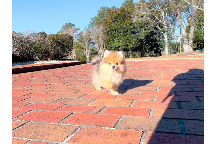 Cute Pomeranian Baby