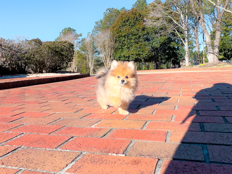 Cute Pomeranian Baby