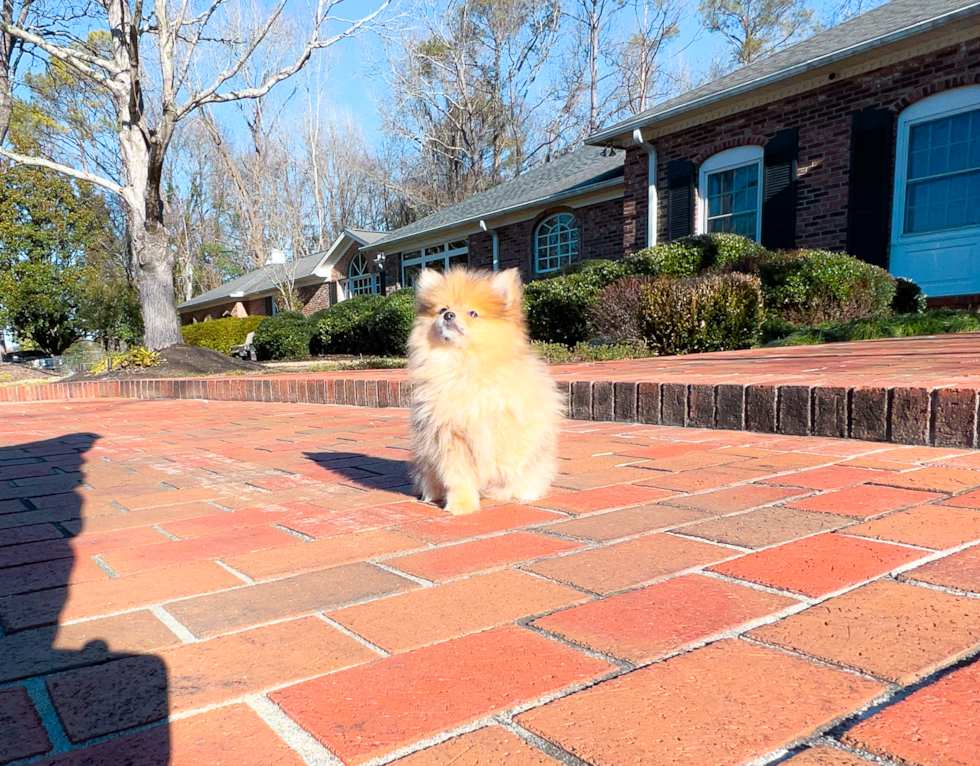 Cute Pomeranian Purebred Puppy