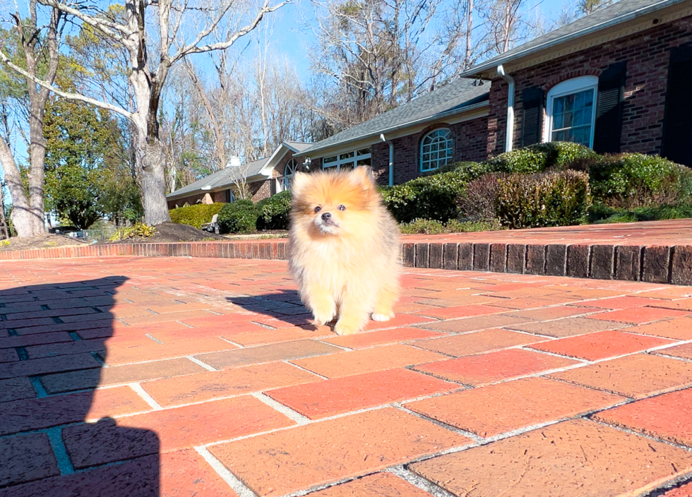 Pomeranian Pup Being Cute