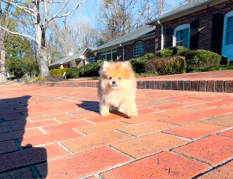 Pomeranian Pup Being Cute