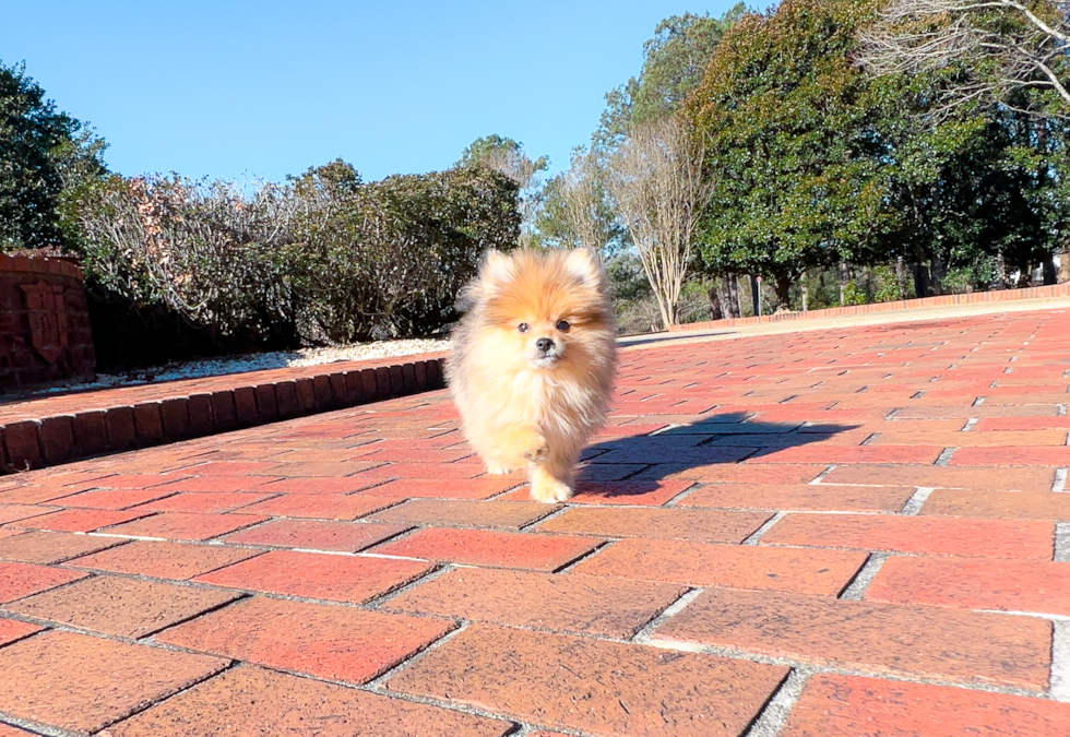 Cute Pomeranian Baby