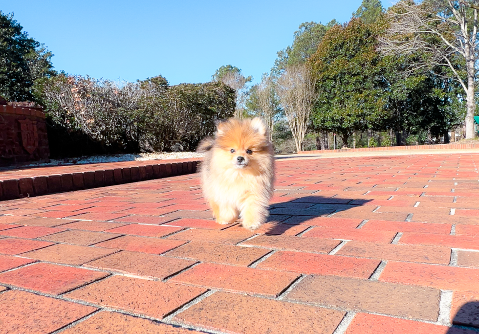 Cute Pomeranian Purebred Puppy