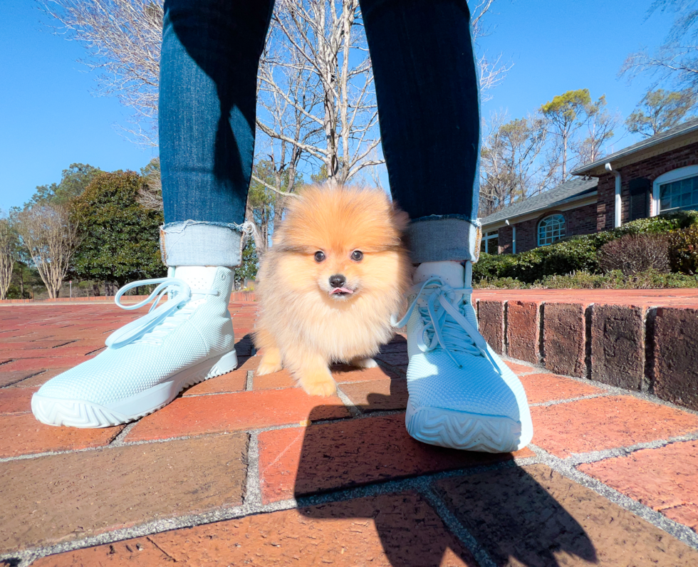 Cute Pomeranian Purebred Pup