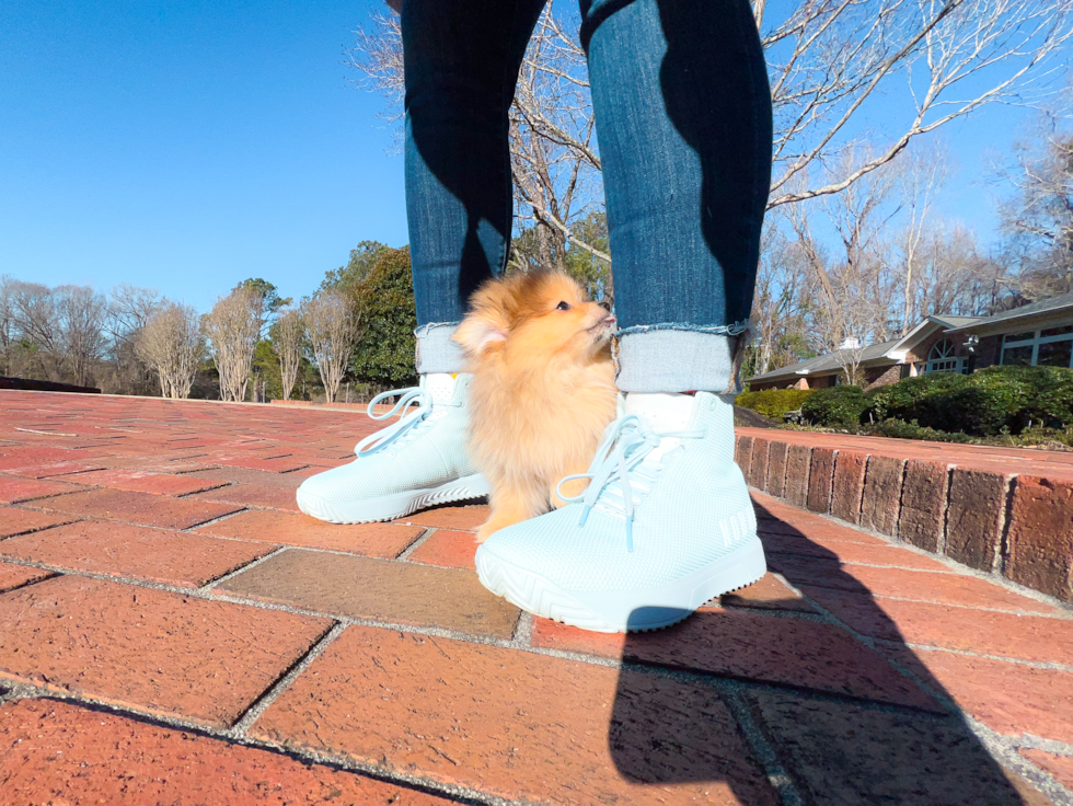 Cute Pomeranian Purebred Pup