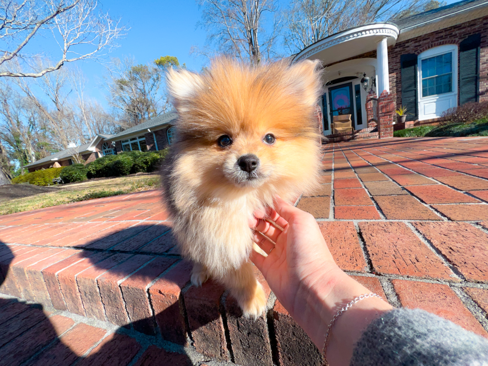 Best Pomeranian Baby