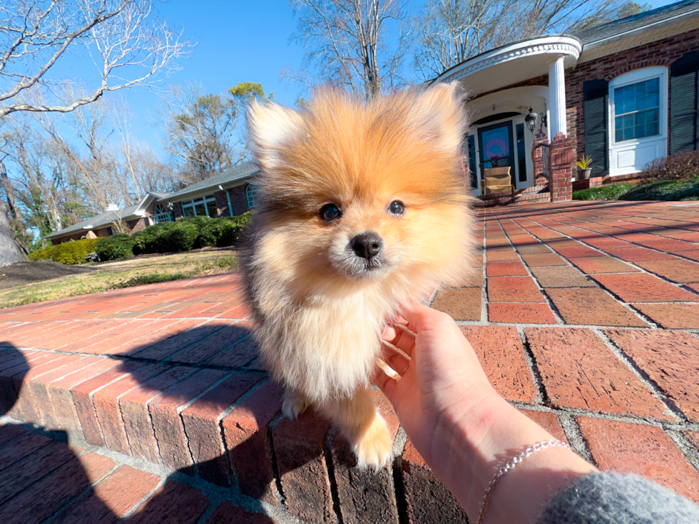Cute Pomeranian Purebred Puppy