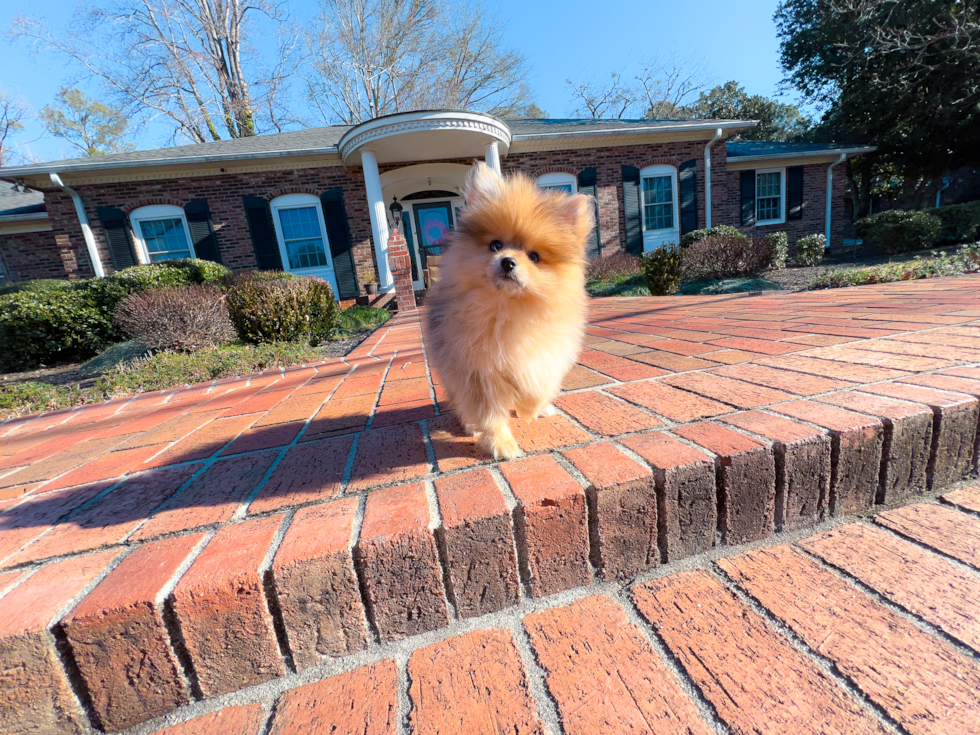 Pomeranian Pup Being Cute