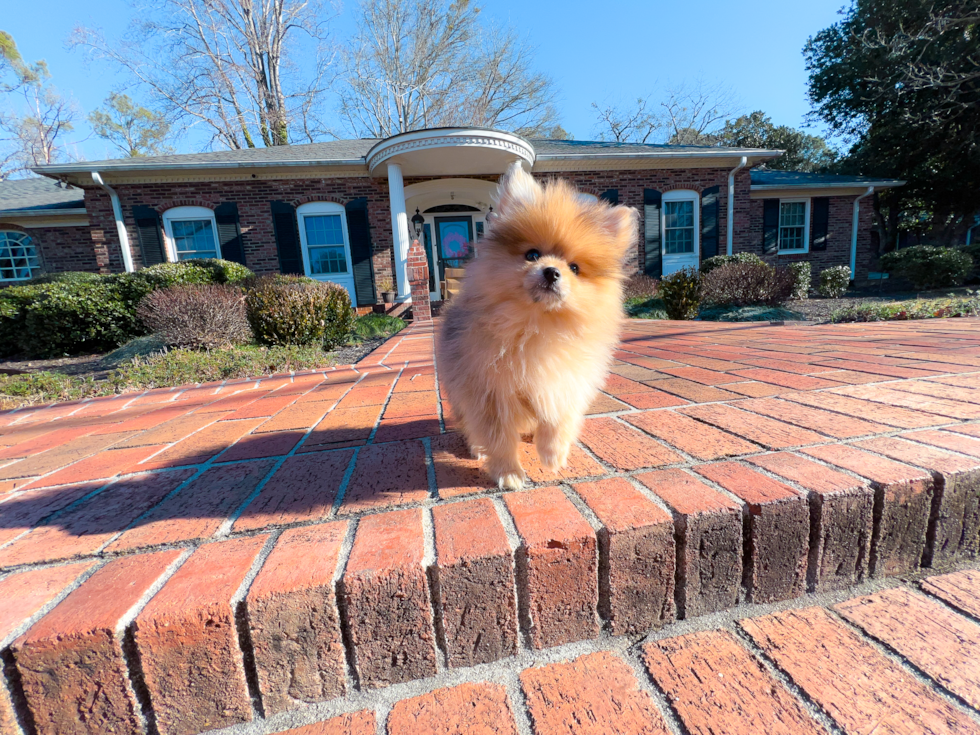 Pomeranian Puppy for Adoption