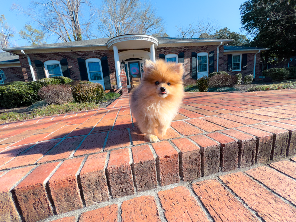 Cute Pomeranian Purebred Puppy