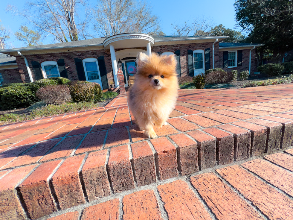 Cute Pomeranian Purebred Pup