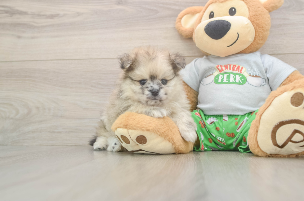 5 week old Pomeranian Puppy For Sale - Simply Southern Pups