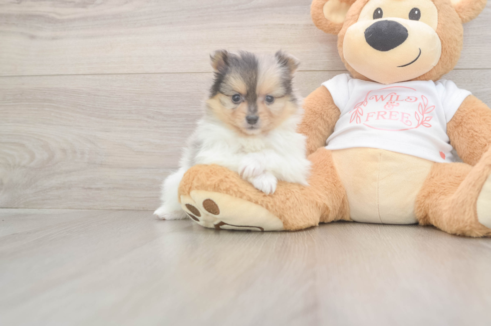 5 week old Pomeranian Puppy For Sale - Simply Southern Pups