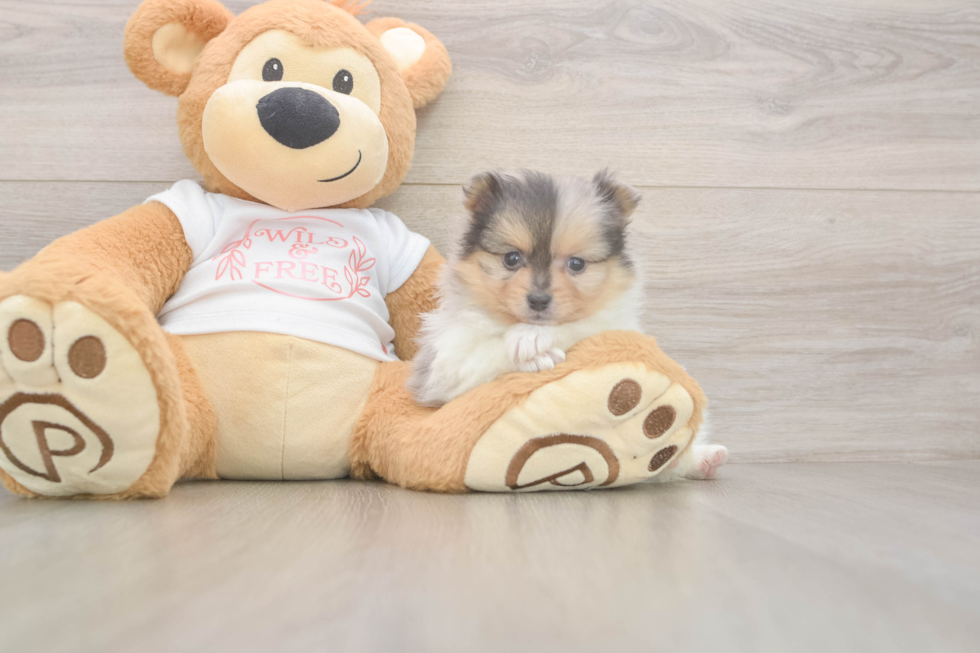 Pomeranian Puppy for Adoption