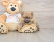 6 week old Pomeranian Puppy For Sale - Simply Southern Pups