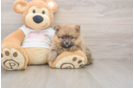 Pomeranian Pup Being Cute