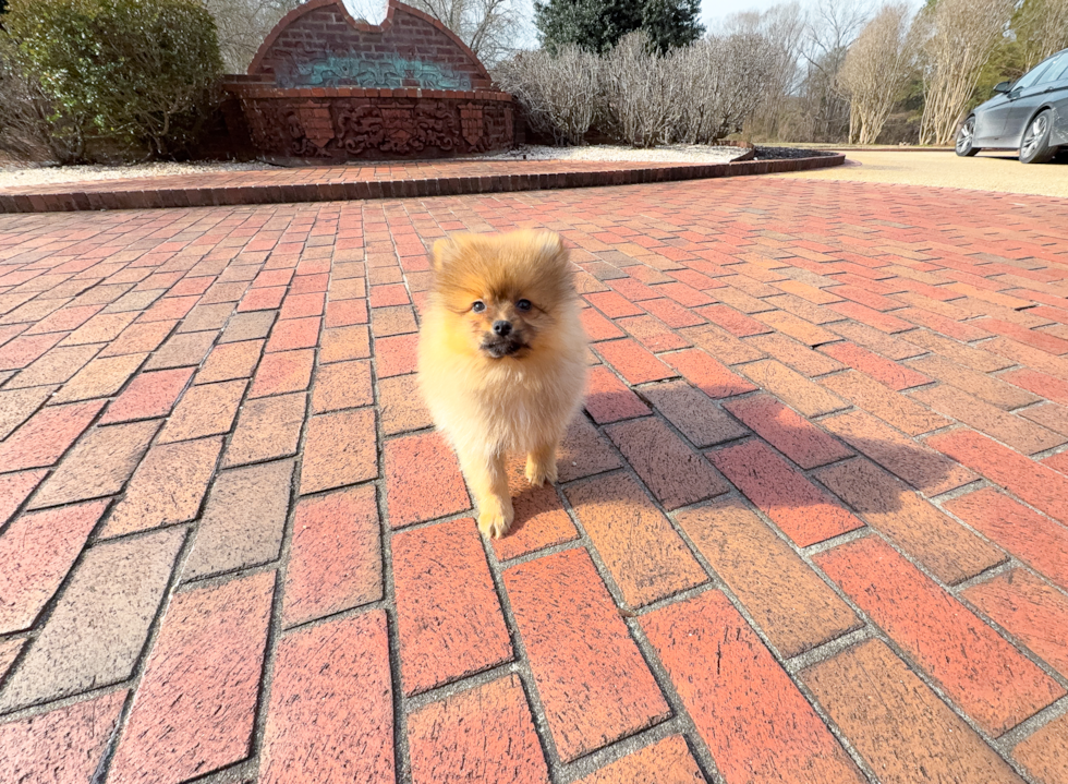 Best Pomeranian Baby