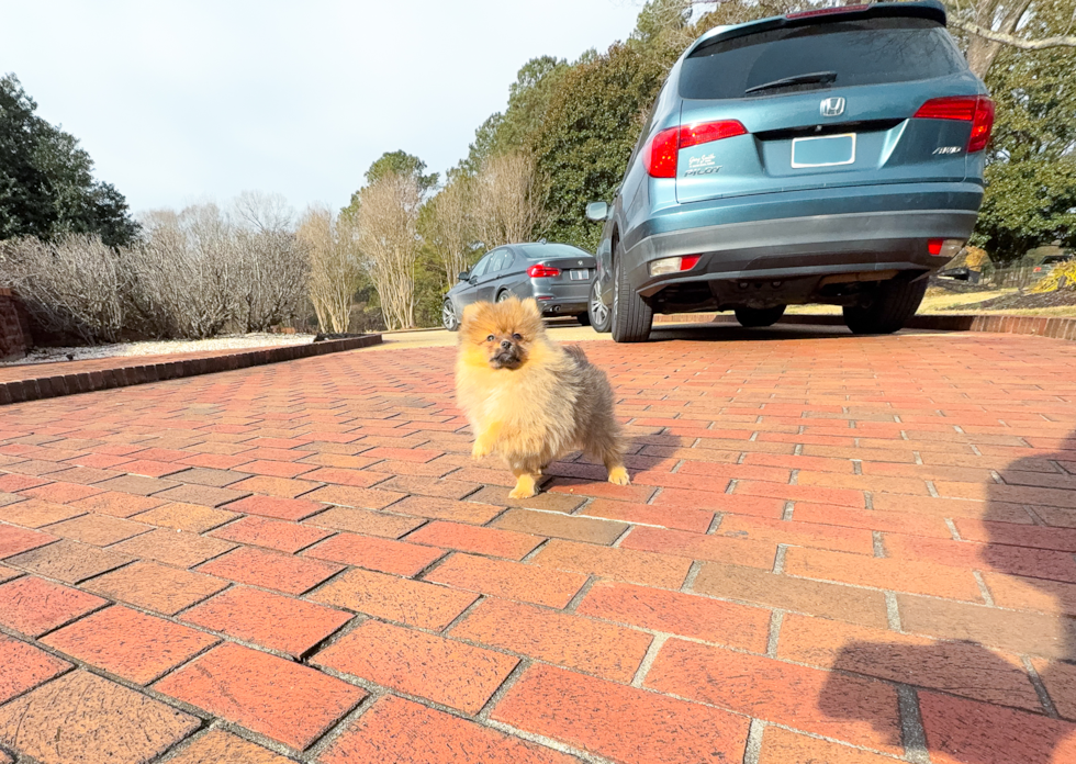 Cute Pomeranian Purebred Pup