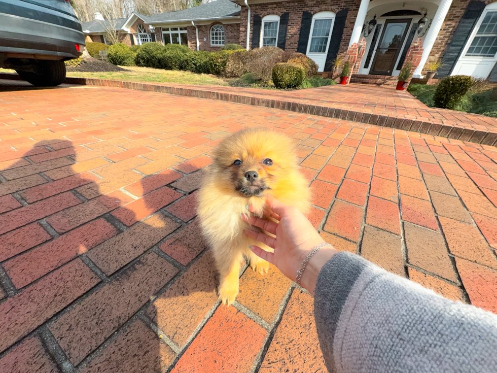 Pomeranian Pup Being Cute