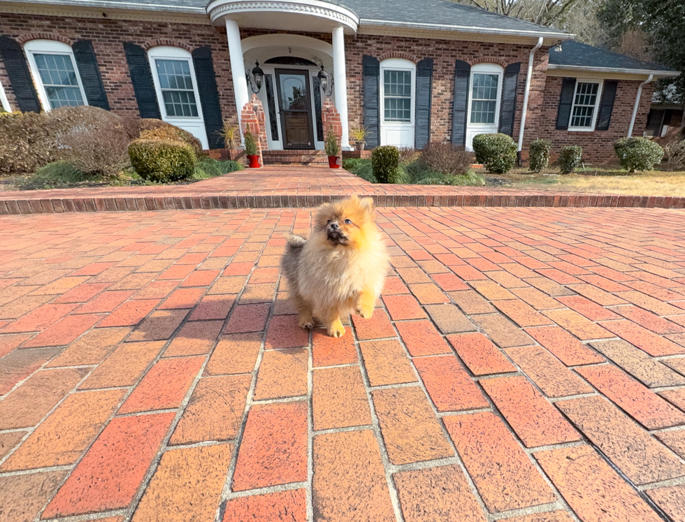 Cute Pomeranian Purebred Pup