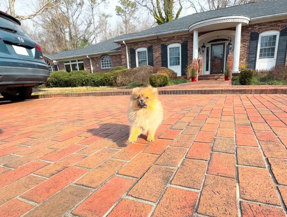 Best Pomeranian Baby