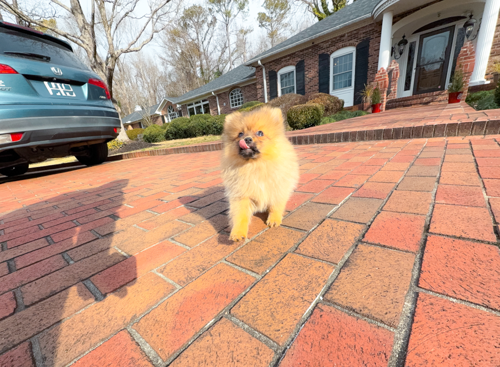 Cute Deutscher Spitz Purebred Puppy