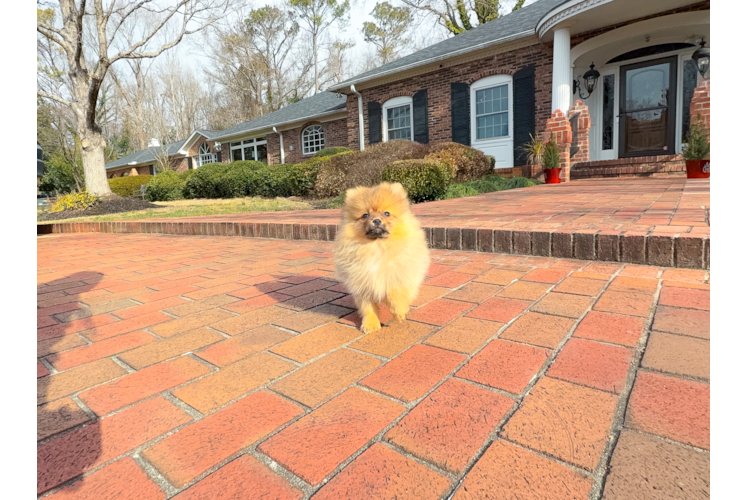 Cute Pom Purebred Puppy