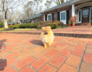 10 week old Pomeranian Puppy For Sale - Simply Southern Pups