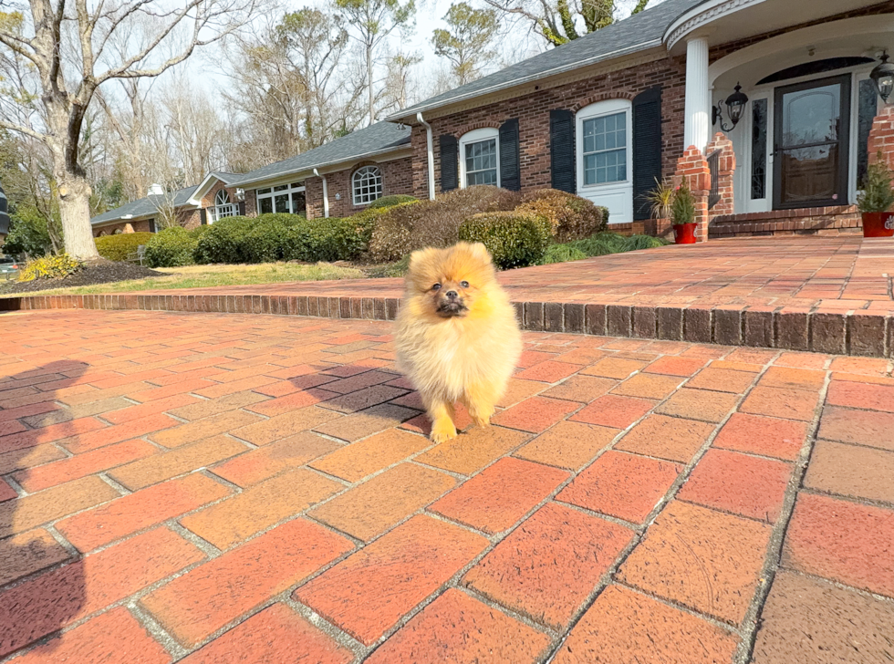 Cute Pom Purebred Puppy
