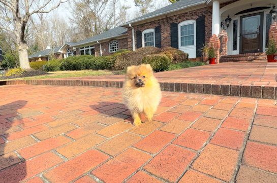 Cute Pom Purebred Puppy