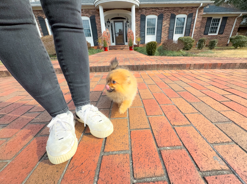 Cute Pomeranian Purebred Pup