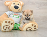 8 week old Pomeranian Puppy For Sale - Simply Southern Pups