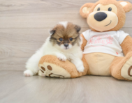 8 week old Pomeranian Puppy For Sale - Simply Southern Pups