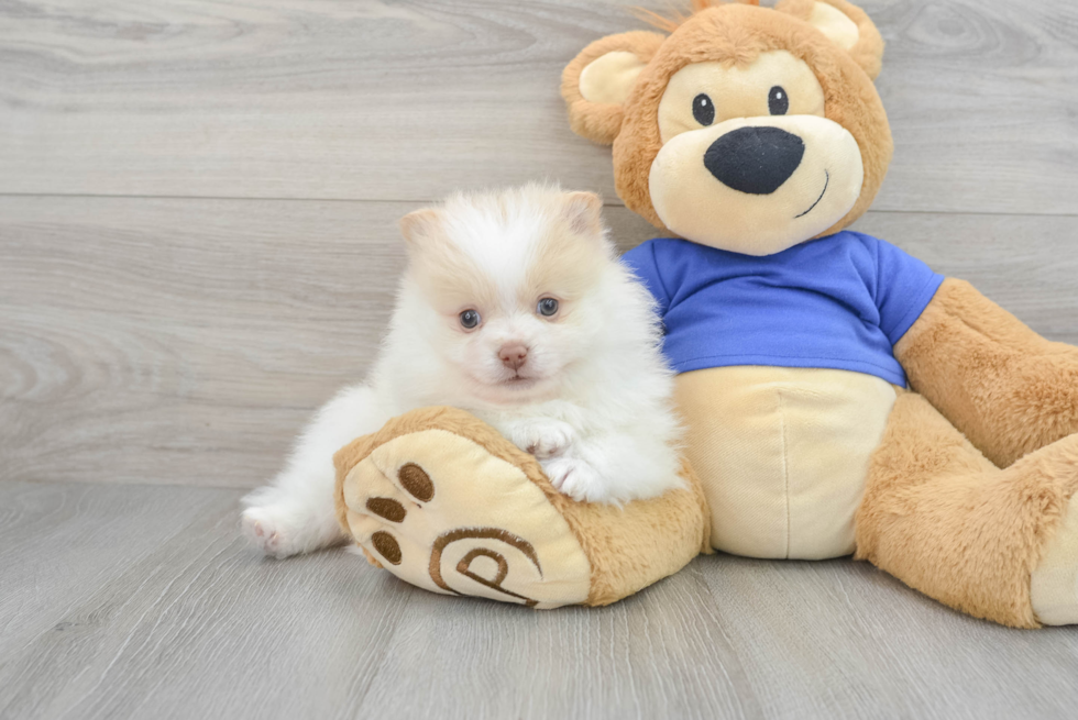 Small Pomeranian Purebred Pup