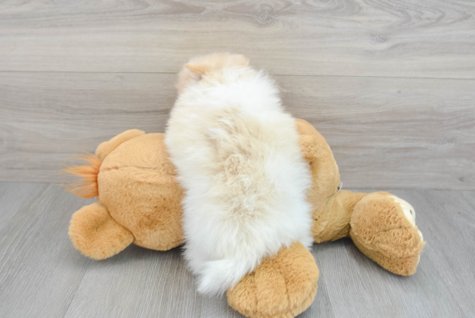 Friendly Pomeranian Purebred Pup